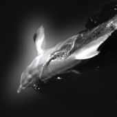 Adelaides Sue Smith Photography (ASSP) – “Port River Dolphin [BW]”  - https://assp.suesmithphotography.com.au/