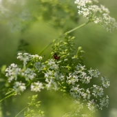 Todd Dieringer – “Deadly Beauty” - www.NicolasTodDesigns.com