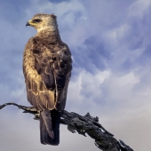 Christina Brunton – “Tawny Eagle” - https://christinabrunton.art/