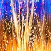 Gwendolyn Roth – “Tanglewood” - gwenrothphoto@gmail.com