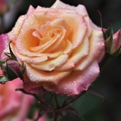 Sy Phelan – “Morning Dew” - www.TheArtofSyPhelan.com–-Morning-Dew-v