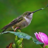 Margaret King – “Delicious” - https://inmybackyardmargaretaking.squarespace.com