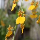 Judy Orcutt – “Cymbidium Orchids” - www.quilligraphy.com