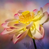 Maureen Ravnik - "Ethereal Lotus” – http://www.maureenravnik.crevado.com/