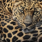 5th Place – Holly Kavonic - "Predator” – www.hollykavonic.com