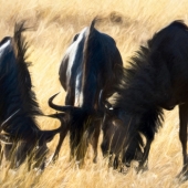 10th Place – Ilona Abou-Zolof – “Wilderbeests” - www.zolof.net