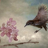 3rd Place – Jennifer Podor – “Springtime” - http://mcpodphotography.com