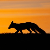 4th Place – Austin Verrecchia – “Sunrise Stroll” - https://verrecchiaa.myportfolio.com/