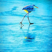 8th Place – Mary McKenna Ridge - "Ice Skating Heron” – http://marymckennaridgephotography.squarespace.com