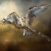 9th Place – Nicole Wilde – “The Magnificent Osprey” - www.photomagicalart.com