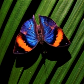Hon. Mention - Garret Demarest – “Butterfly #1” - www.innervigorations.com