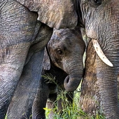 Hon. Mention – Christina Brunton – “Caring” - https://christinabrunton.art/