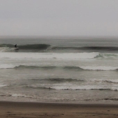 Courtney Lee Hall - "Lone Wave” – plantsandpoetry@gmail.com