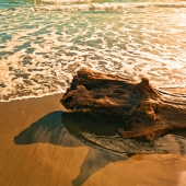 Tracey Lee Cassin - "Sea Creature” – https://traceyleecassin.com/