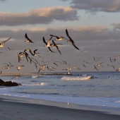 Sandy Lacro - "Flying in Circles” – adia225@hotmail.com