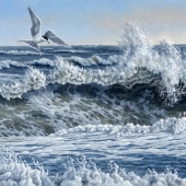 Hon. Mention - Christopher Forrest - "Tern Playground” – cpforrest@gmail.com