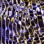 Patrick O’Brien - "Ripples” – http://www.3eyedmanimages.com/