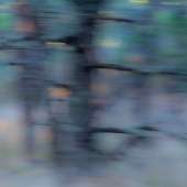 Kim Bova - "Woodland Impressions” – http://www.kimbova.com/