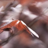 Carolyn Dakin – “Autumn Leaf” – http://www.dakincarolyn.myportfolio.com/