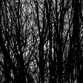 Robert Nowak - "Aspens in Silhouette” – http://www.robertnowakphotography.com/