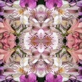 Dick and Rosanne - "Efflorescence” – http://dickandrosanne.com/