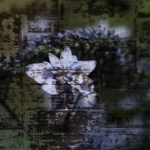 Peggy Curtis - "Hydrangea” – http://www.peggyphoto.com/