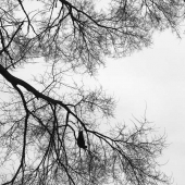 Gerri Ward - "When the Bough Breaks” – grward1@outlook.com