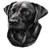 Sammy Butterfield - "Gunner” – http://www.sammybutterfieldart.com/