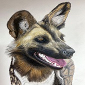 Krista Oremus - "African Wild Dog” – https://kristaoremus.com/