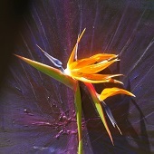 Kimberly Overton - "Hopes” – http://kimysart.me/