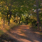 Amy Lewis – “The Lane” – http://www.amyartboston.com/