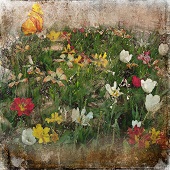 Jennifer Podor – “Flower and Butterfly” – http://www.mcpodphotography.com/