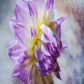 Ilona Abou-Zolof - "Purple Dalia” – http://www.zolof.net/