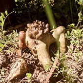 Shannon Ratchford – “Parasitic Pregnancy 3” - http://www.skratchford.weebly.com/