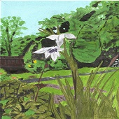 Sara Davies - "Peacock Orchids” – https://www.facebook.com/saradaviesillustrations/