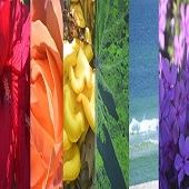 Tommy J. Crane - "Nature's Pride” – tjcrane@valdosta.edu