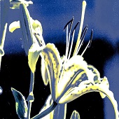 Eldred Boze - "Flowers7” – http://eldredboze.com/