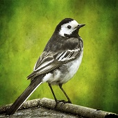 Alicia Beesley - "Pied Wagtail” – https://aliciabeesley.foliopic.com/