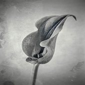 John H Diephouse - "Calla Lily #5” – jdiephouse@gmail.com