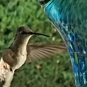 Anthony Ramos - "Sam the Hummingbird #2” – tonyramfitness@yahoo.com