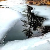 Hon. Mention - Linda Greenwood - "Trees Caught” – linda@greenwoodbiz.com