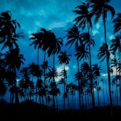 Todd Dieringer - "Blue Paradise” – http://www.nicolastoddesigns.com/