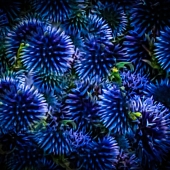 Patricia Schnepf - "Blue Delight” – http://www.patriciaschnepfphotography.com/