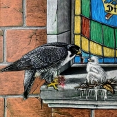 Deborah St. John - "The Offering” – http://www.facebook.com/wildlifebydstjohn