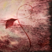 Christina Tung - "Woman Flower” – http://www.christinatungwai.com/