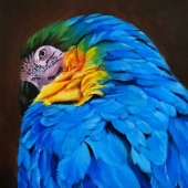 Gayathri Seshadri - "Plumage” – ga.visualarts@gmail.com