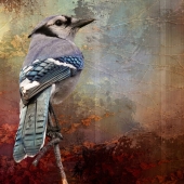 Maureen Ravnik - "A Blue Jay's Dream” – http://www.maureenravnik.crevado.com/