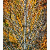 Robert Brummitt - "Golden Yellow” – brummitt@comcast.net