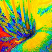 Loko Suederdiek - "Lirio Mio” – http://lokosuederdiek.com/