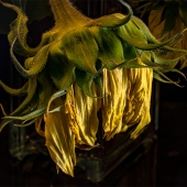 Peggy Curtis - "Summer's End” – peggy@eskimo.com